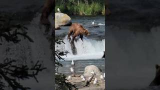 Fishing for Salmon at Brook Falls Alaska in Katmai National Park [upl. by Egin]