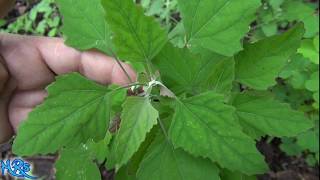 ⟹ lambs quarters  Chenopodium album  Wild plants in your garden [upl. by Solegnave]