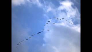 Best Baseball Walk Up Song Birds Flying High [upl. by Chamkis]