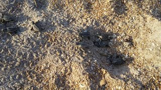 Loggerhead turtles emerging from nest in Ponte Verdre Florida [upl. by Ella]