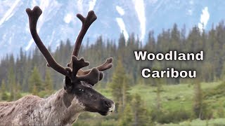 Woodland Caribou [upl. by Shaefer]