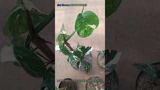 MONSTERA EVIFREMNUM VARIGATA SIZE EKONOMIS aroidindonesia aroidmania plantlover tanamanhias [upl. by Janine]