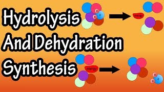 Dehydration Synthesis And Hydrolysis  What Is Anabolism  What Is Catabolism [upl. by Brook]