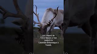 Le caribou des bois ❤️ wildlife [upl. by Nattie]