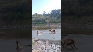 Antelope crossing the river encounters a crocodile Wildlife [upl. by Eelreveb]