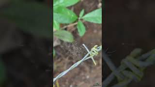 A group of crane flies are rapidly flying and dancing on a silk line fly insects [upl. by Retsub936]