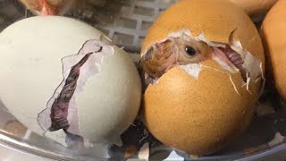 Home Eggs hatching video with sounds  Egg hatching video [upl. by Hazaki]