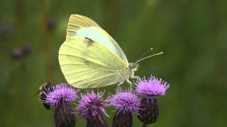 Bělásek zelný  Pieris brassicae [upl. by Leagiba]