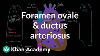 Foramen ovale and ductus arteriosus  Circulatory system physiology  NCLEXRN  Khan Academy [upl. by Anilra785]