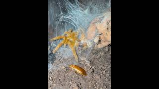 Young orange baboon tarantula juvenile Pterinochilus murinus speed [upl. by Lakin333]