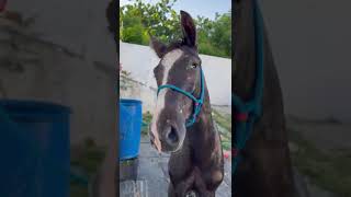 Blind Foal Abused Alongside His Mother amp Faced Being Killed For His Lack Of Sight [upl. by Aisyle]