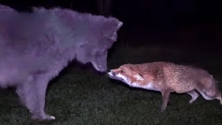 A WILD FOX amp A WOLF MAKE FRIENDS  A True Story [upl. by Karina]