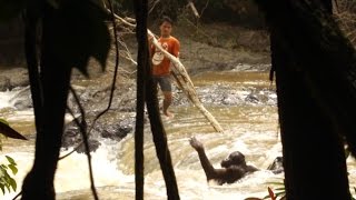 Amazing Moment Orangutan Is Rescued From River [upl. by Garneau]