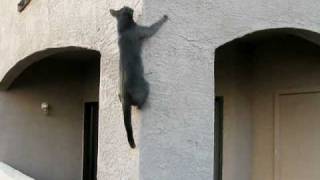 Cat Climbs Wall [upl. by Dusa]