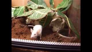 Theraphosa blondi vs white mouse [upl. by Eivol680]