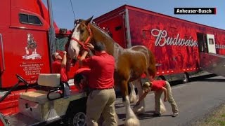 Becoming a Budweiser Clydesdale [upl. by Edva828]