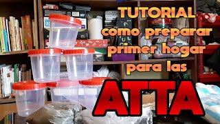 ATTA TUTORIAL como PREPARAR primer HOGAR para las ATTA [upl. by Theresa]