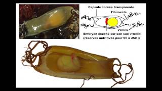 Requin Roussette Lycée de lElorn SVT [upl. by Brainard179]