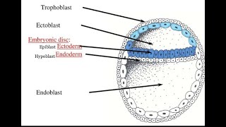 Formation of Embryonic disc  Bilaminar Germ disc [upl. by Werdnaed]