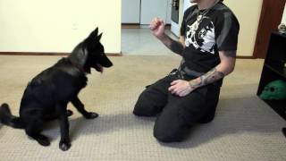 Training a Wolfdog Puppy to Sit Lay Roll Over Give Paw amp Touch [upl. by Grimona582]