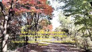 2815散策コウヨウ紅葉長池公園No3自転車Strolling aroundAutumn leavesbicycle20231130 [upl. by Mikahs242]