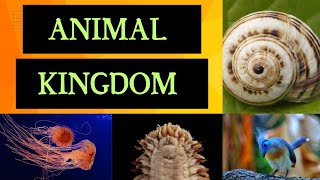 Animal Kingdom part 1Classification of different phylumNCERTTGT SCIENCEDIFFERENT PHYLUM OF ANIMA [upl. by Sucramaj]