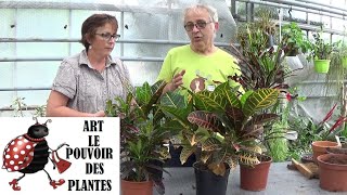 Conseil jardinage Croton Entretien et arrosage Plante verte [upl. by Fagin]