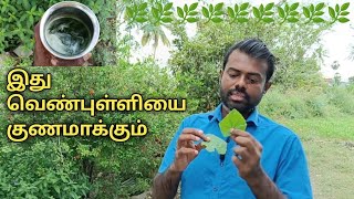 கோவை இலை ஜூஸ் குடிங்க வெண்புள்ளி விரைவில் குணமாகும் 🌿 Venpulli Siddha Medicines Tamil [upl. by Dulcy]