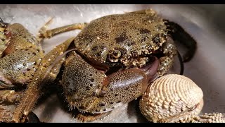 Kamniti rak  Granchio favollo o granchio fellone  Warty crab  Eriphia verrucosa [upl. by Airetak]