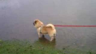 My shih tzu x pug puppy playing in a big puddle [upl. by Reppart]