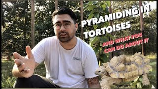 Pyramiding in tortoises and what you can do about it [upl. by Yelyak]