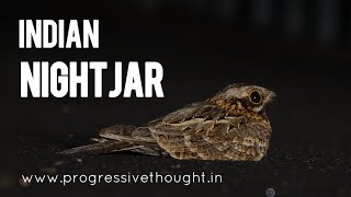 Indian Nightjar  Indian birds video ProgressiveThoughtbirds [upl. by Gibby60]