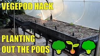 Vegepod to Wicking Bed Hack  Planting Them Out [upl. by Nylaret]