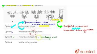 Antherozoids in the given figure E  represent  CLASS 12  NTA NEET SET 105  BIOLOGY  Doubt [upl. by Lotz]