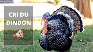 Le cri du dindon  Dindon qui glougloute  Turkey Sound 🦃🔊 [upl. by Ainesej]