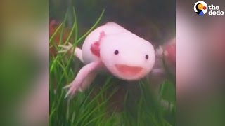 Axolotls Have The Best Smiles  The Dodo [upl. by Adnilim]