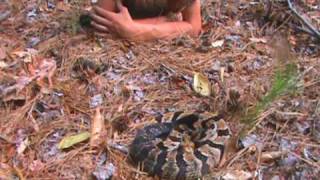 Brandons Herp Adventures Timber Rattlesnake [upl. by Etterual]