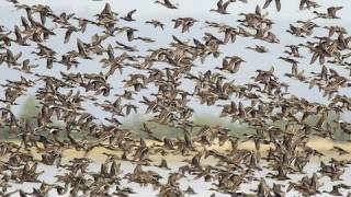 Birds of the Mississippi River Delta [upl. by Bander]