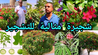 الجاتروفا Jatropha integerrima الشجيرة الاجمل بمواصفات سوبر تعرفوا على أنواعها ومميزاتها الفريدة [upl. by Kcinom]