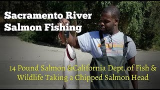 14 Pound Salmon From the Sacramento River and CDFW Collecting the Salmon Head [upl. by Darooge]