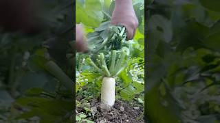 Best Way to Harvest Radish Leaves garden harvest freash radishleaves viralvideo shorts [upl. by Eislek]