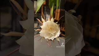 Night Blooming Cereus [upl. by Tedmann]