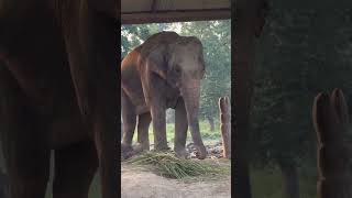 elephant funny 🐘🤣video elephant shorts elephants pets petlovers elephantsong trending [upl. by Nnyleak576]