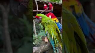 Guacamayos guacamayo [upl. by Dryfoos]