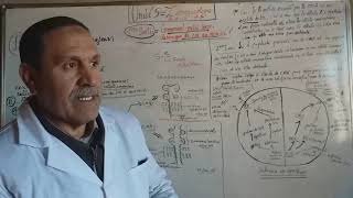 LIMMUNOLOGIE le role du complexe majeur dhistocompatibilité CMH [upl. by Rennob]