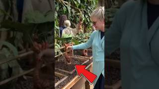 PLANTA QUE GRITA plantas grito natureza nature humor viralvideo harrypotter curiosidades [upl. by Ntsyrk302]