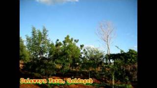 DALAWEYN FARM GALDOGOB PUNTLAND SOMALIA [upl. by Yklam]