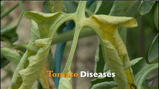 Tomato Diseases [upl. by Kenna150]