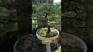 Ahuehuete Bonsai Árbol Nacional de Mexico 🇲🇽😍🌿☀️ bonsailove bonsaigarden bonsai [upl. by Earvin869]