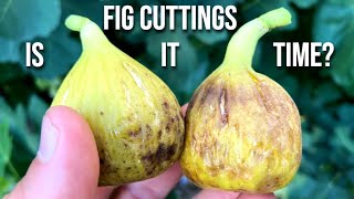 When to Take Fig Cuttings [upl. by Issim]